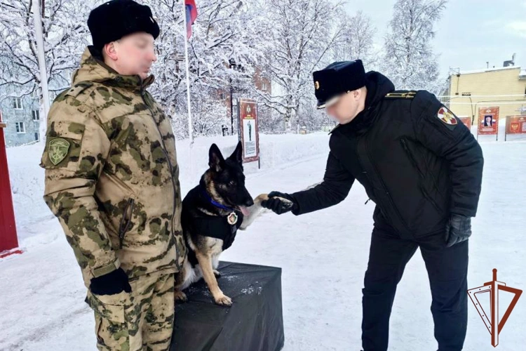 Отличившуюся на СВО служебную собаку Росгвардии наградили в Мурманске