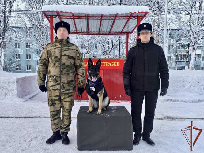 Отличившуюся на СВО служебную собаку Росгвардии наградили в Мурманске