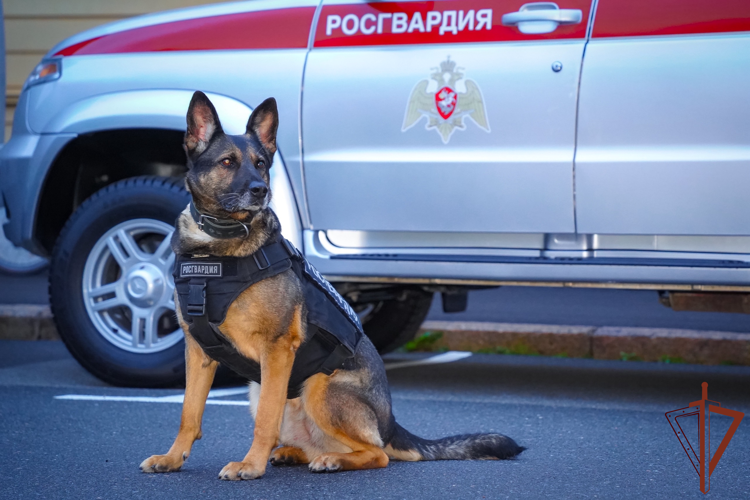Росгвардейцы обеспечили безопасность осеннего фестиваля фонтанов в Петергофе