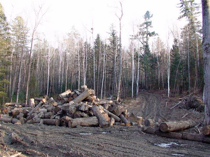 В Красноярском крае в ходе совместных рейдовых мероприятий сотрудники Росгвардии задержали подозреваемых в незаконной рубке леса