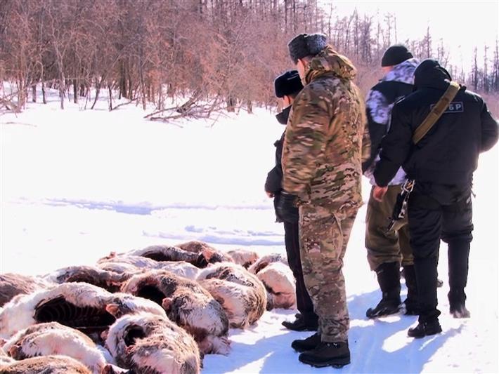 В Красноярском крае сотрудники Росгвардии и полиции провели рейд по пресечению незаконной охоты на северных оленей