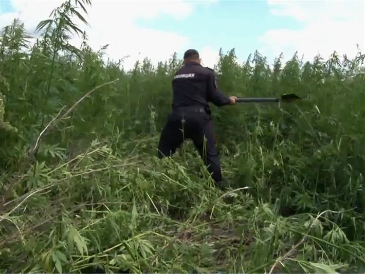 В Красноярском крае военнослужащие Росгвардии уничтожили 1 гектар дикорастущей конопли 