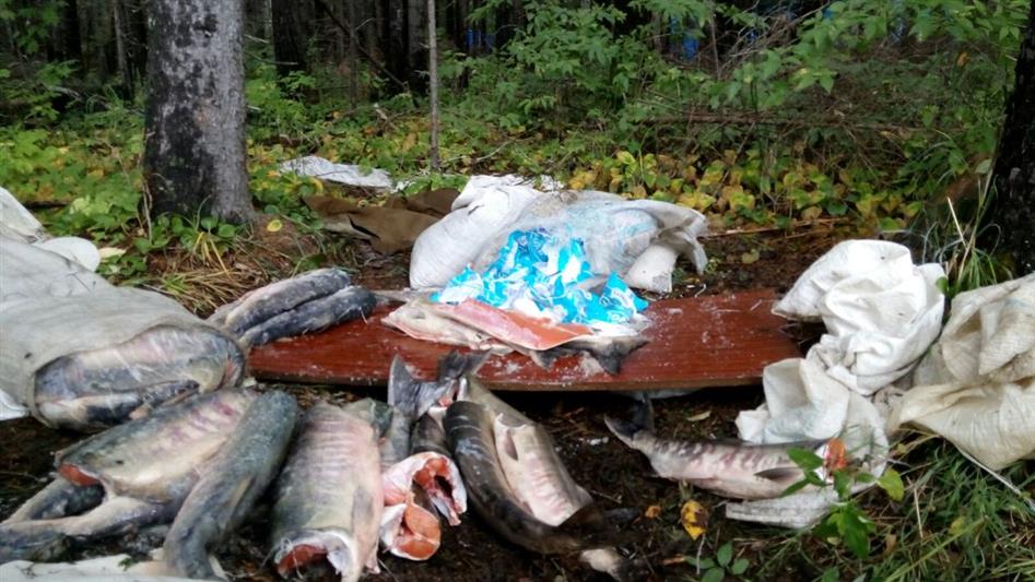 В Мурманской области сотрудники Росгвардии пресекли незаконную добычу биоресурсов