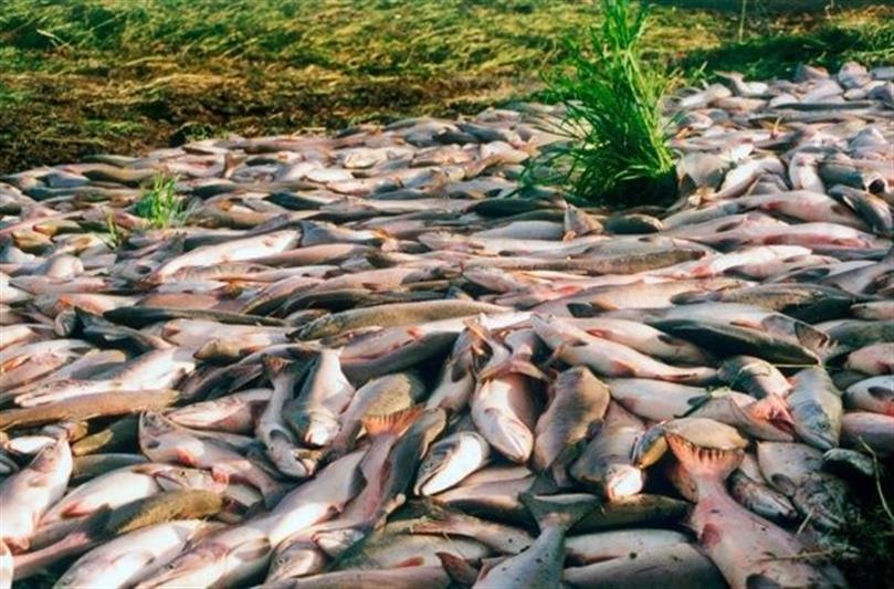 В территориальных органах Восточного округа Росгвардии подведены предварительные итоги операции «Путина-2017»