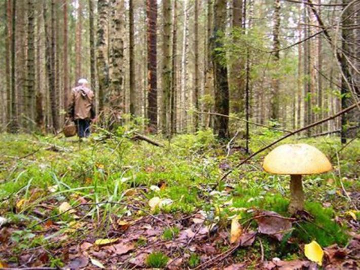 В Калужской области сотрудник Росгвардии разыскал пропавшего грибника во внеслужебное время