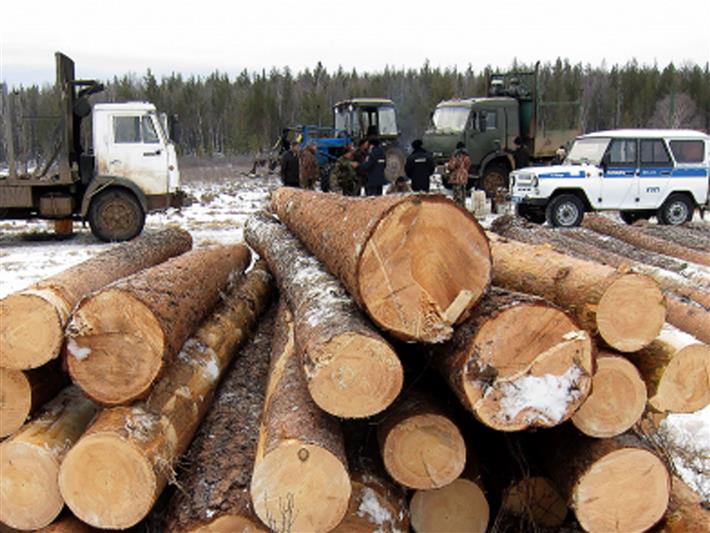 При силовом сопровождении сотрудников иркутского ОМОНа пресечена незаконная рубка леса в особо крупном размере