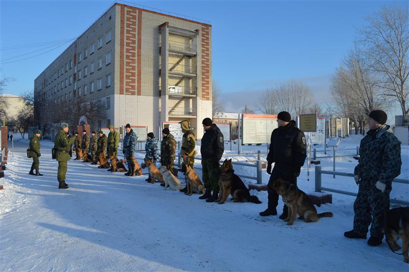 В Тюмени стартовал курс профессиональной подготовки кинологов ОМОНа Росгвардии 