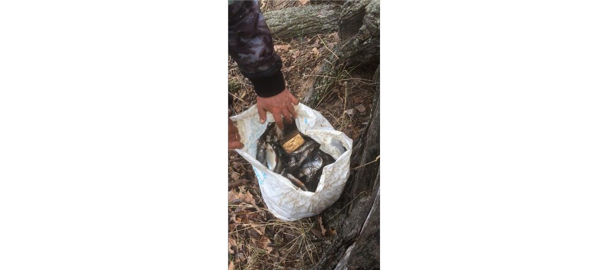 В Республике Марий Эл сотрудники Росгвардии пресекли незаконную ловлю рыбы