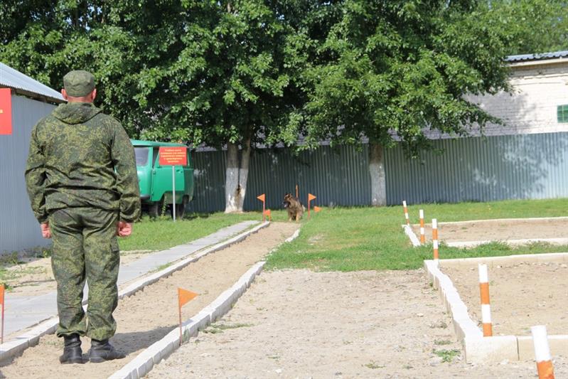 В Уральском округе проходит чемпионат кинологов 