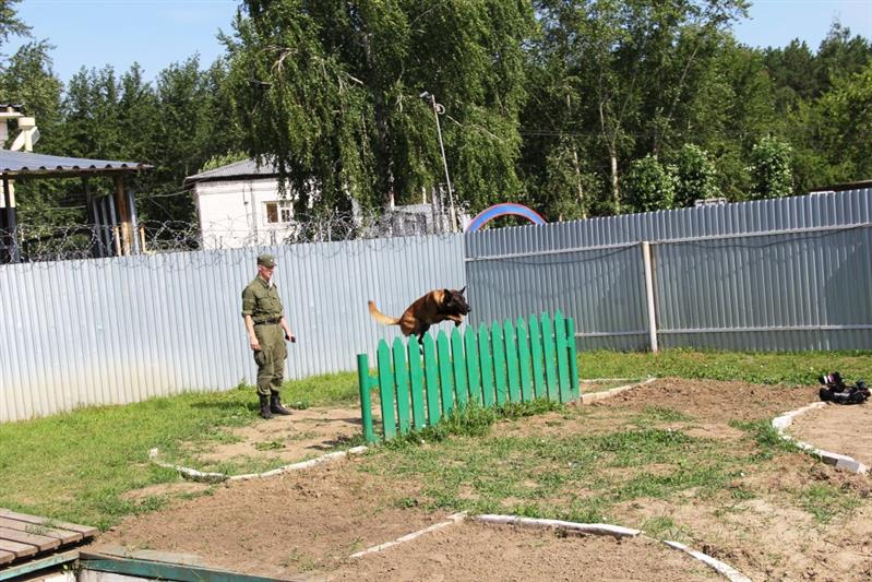 В Уральском округе проходит чемпионат кинологов 