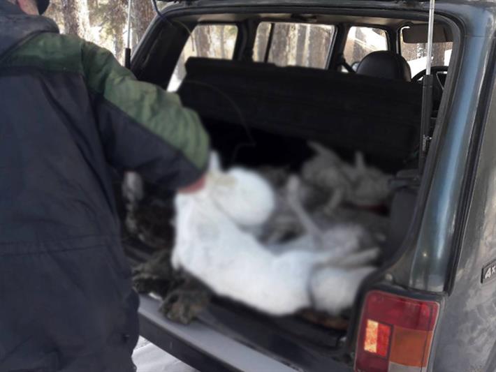 В Туве при участии бойцов ОМОН выявлен факт незаконной добычи особей зайца-беляка