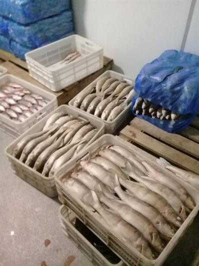 В Самарской области офицеры СОБР задержали браконьеров