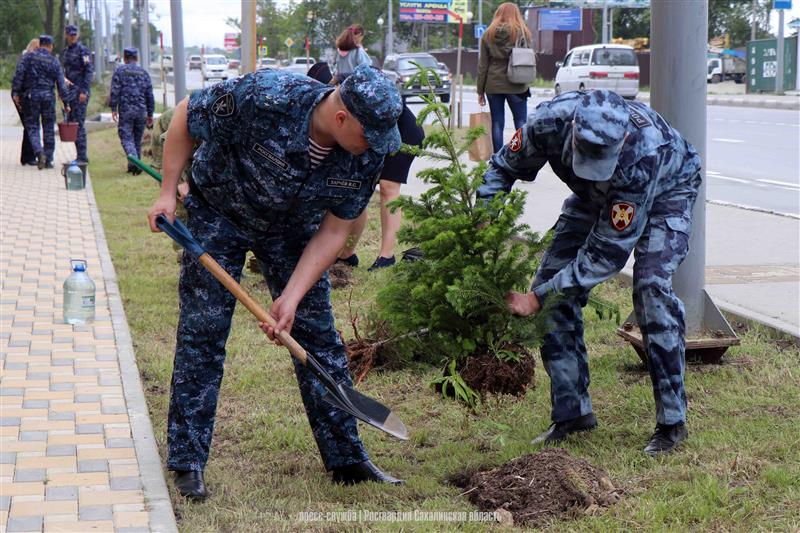Сахалинские росгвардейцы высадили еловую аллею в честь 250-летия со дня рождения графа Комаровского 