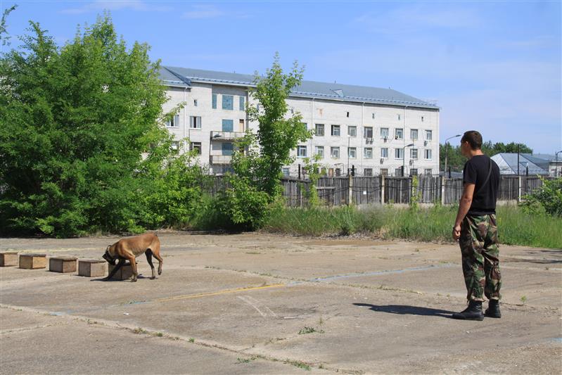 Ульяновский росгвардеец занял призовое место на межведомственных соревнованиях  специалистов-кинологов