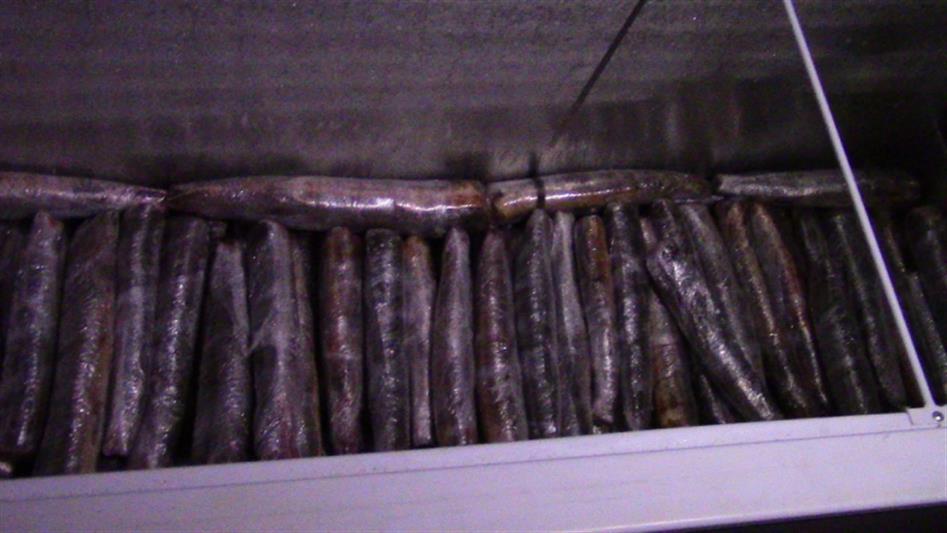 Бойцы красноярского ОМОН на транспорте изъяли более 600 рыб осетровых пород 