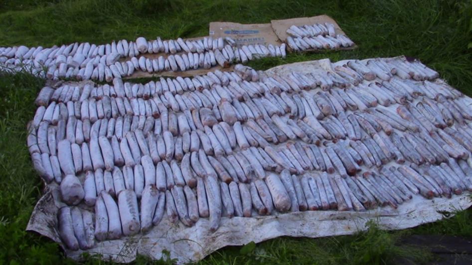 Бойцы красноярского ОМОН на транспорте изъяли более 600 рыб осетровых пород 