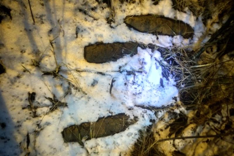 Взрывотехники ОМОН обследовали снаряды времён войны, обнаруженные в разных районах Санкт-Петербурга