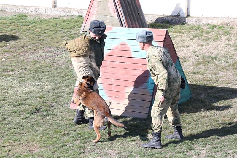 В Зеленокумске прошли сборы кинологов Росгвардии (видео)