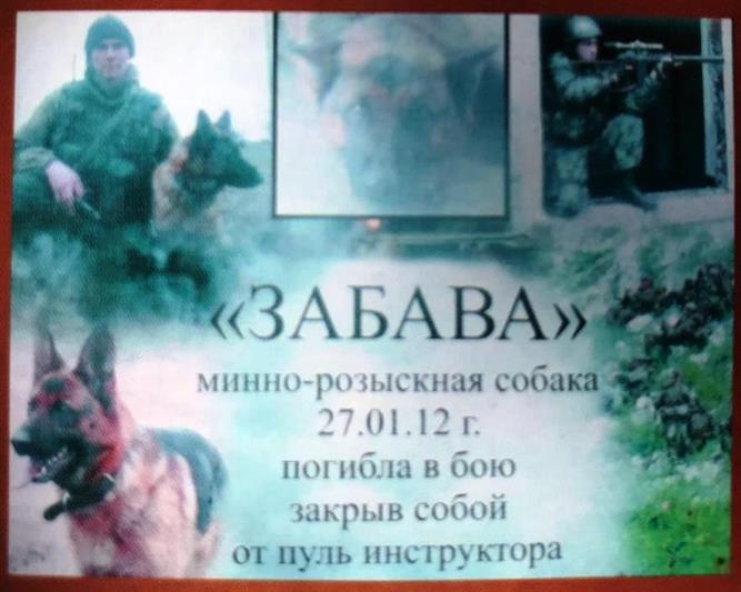 В Тюмени в рамках всероссийской акции «Животные - герои» кинологи Росгвардии поделились историями о служебных собаках и  их наставниках