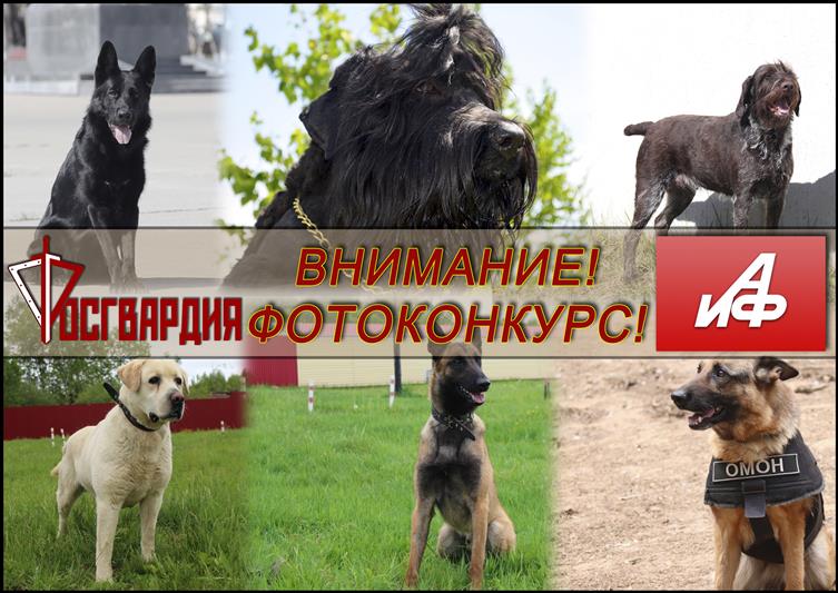 «АиФ-Дальинформ» совместно с Росгвардией запускает фотоконкурс «Четвероногий страж»