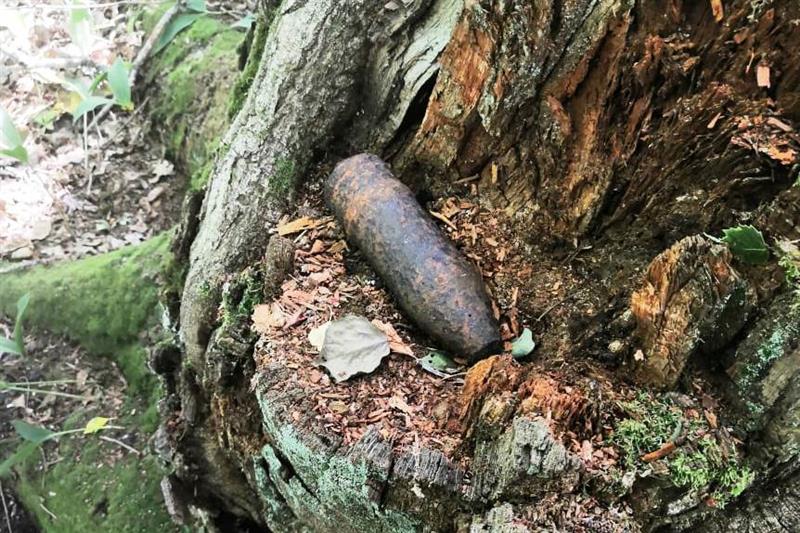 Взрывотехники ОМОН обследовали и уничтожили боеприпасы, обнаруженные в лесном массиве в Ленинградской области