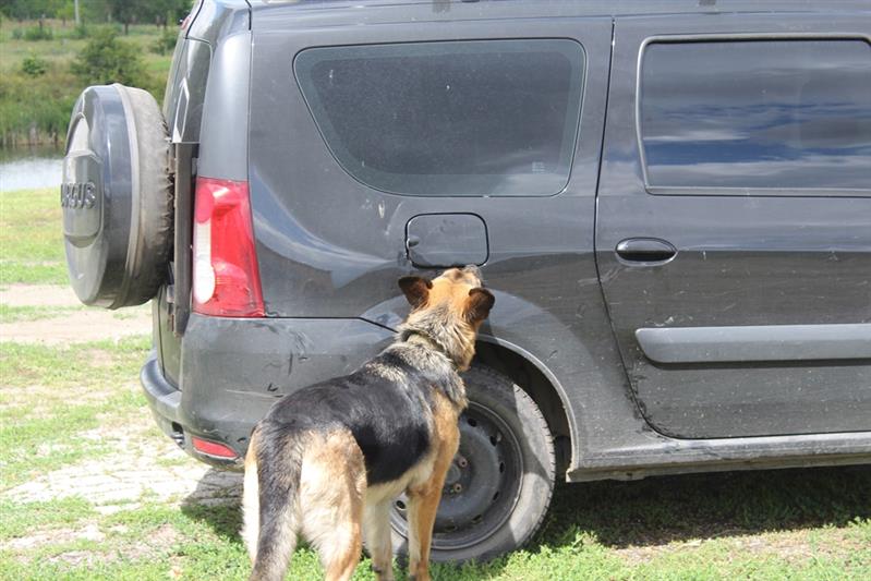 В Управлении Росгвардии по Саратовской области определили лучших специалистов-кинологов