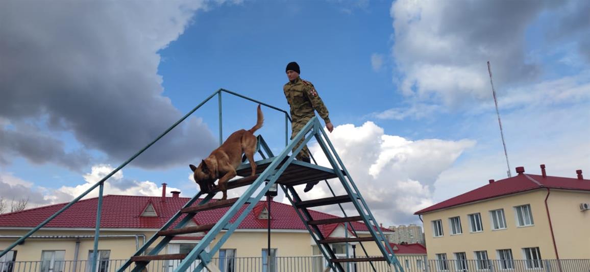 Кинологи Росгвардии готовятся к всеармейскому конкурсу «Верный друг» 