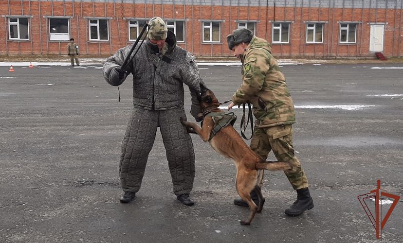 Для подразделений Росгвардии в Тюмени подготовили более 20 специалистов - кинологов