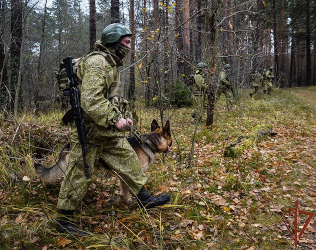 Тактико-специальные занятия кинологов Росгвардии прошли в Ленобласти (видео)