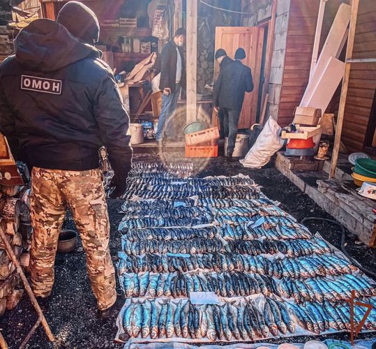 При содействии Росгвардии в Бурятии изъято более тысячи экземпляров незаконно добытой рыбы