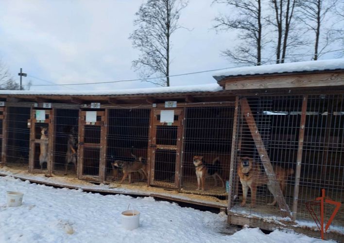 Росгвардейцы помогли приюту для бездомных животных в Ленинградской области