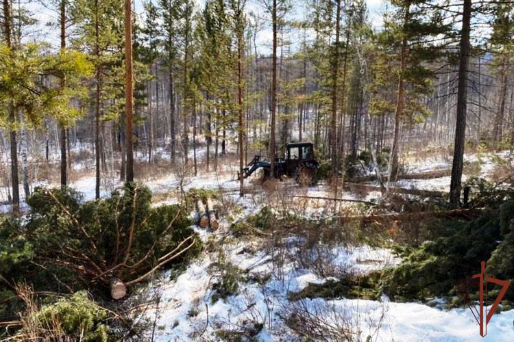 Факт незаконной рубки леса пресекли сотрудники Росгвардии в Бурятии