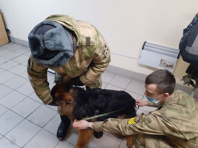 В подразделения Уральского округа Росгвардии прибыли на войсковую стажировку курсанты-кинологи
