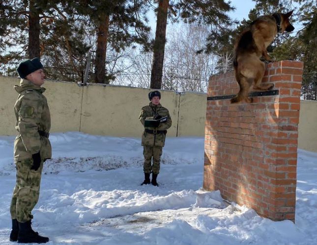 В подразделения Уральского округа Росгвардии прибыли на войсковую стажировку курсанты-кинологи