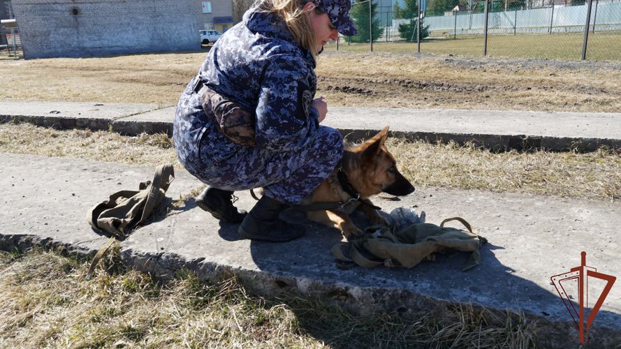 Учебный сбор специалистов кинологической службы прошел в Пскове