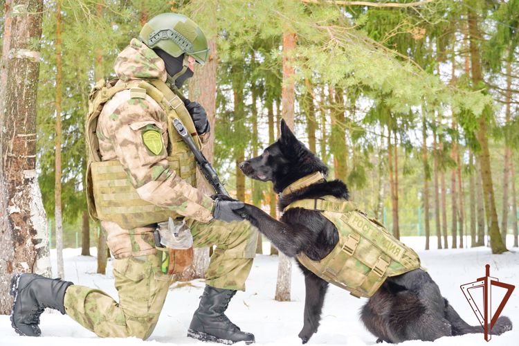 Кинологи Северо-Западного округа Росгвардии обучают собак поиску взрывчатых веществ НАТО (видео)