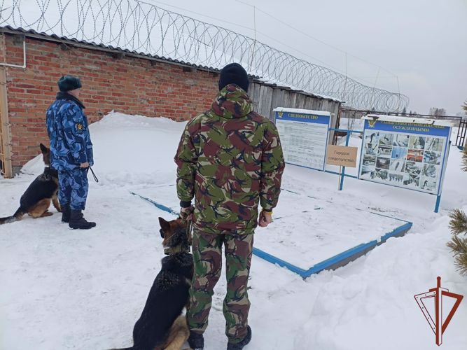 В Омске кинологи Росгвардии и УФСИН обменялись опытом