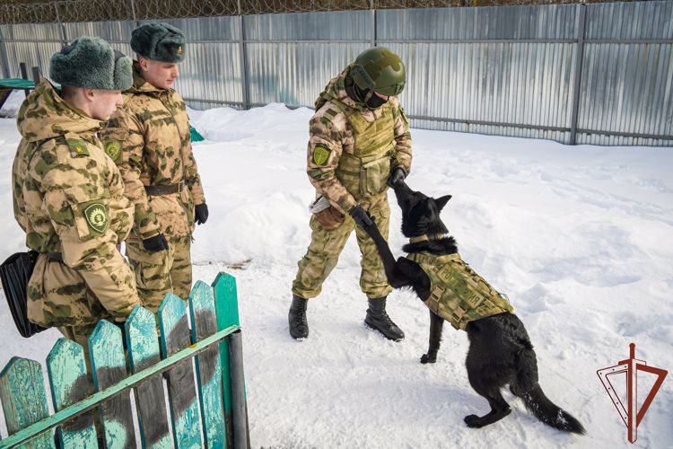 Курсанты-кинологи пермского военного института Росгвардии прошли войсковую стажировку в Ленинградской области