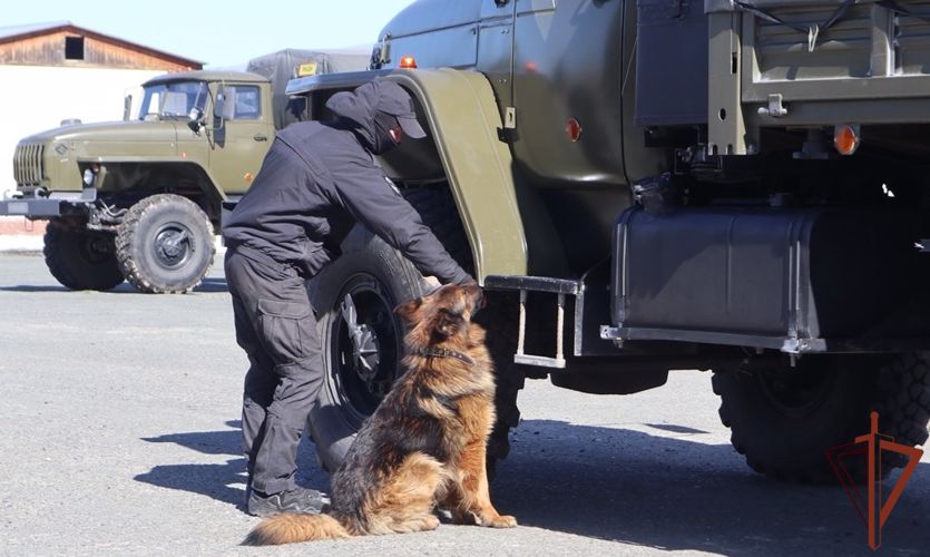 Кинологи Росгвардии продолжают совершенствовать своё профессиональное мастерство в Тюмени (видео)
