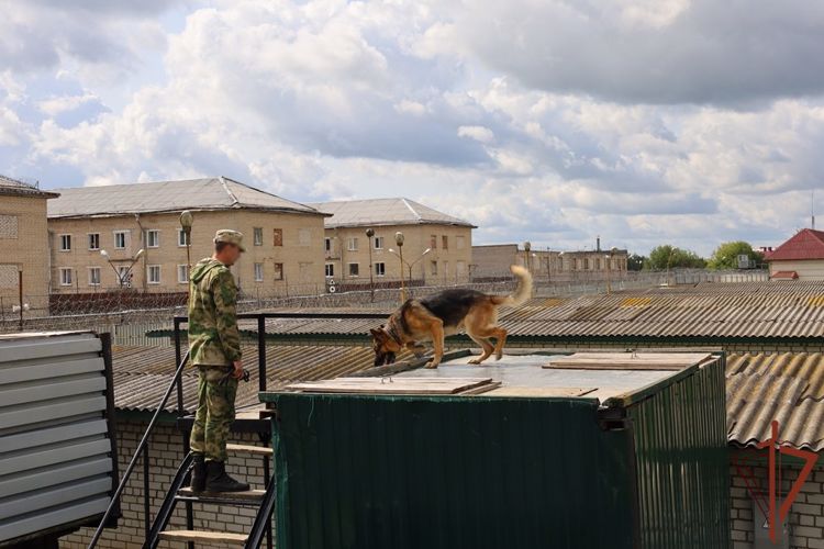 Кинологи Росгвардии победили на международном турнире в Республике Беларусь