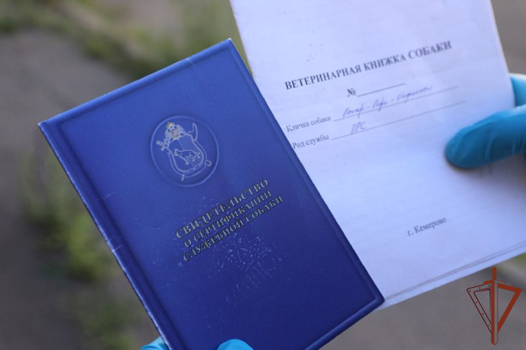 Ветеринары Росгвардии спасли раненую служебную собаку в ЛНР 