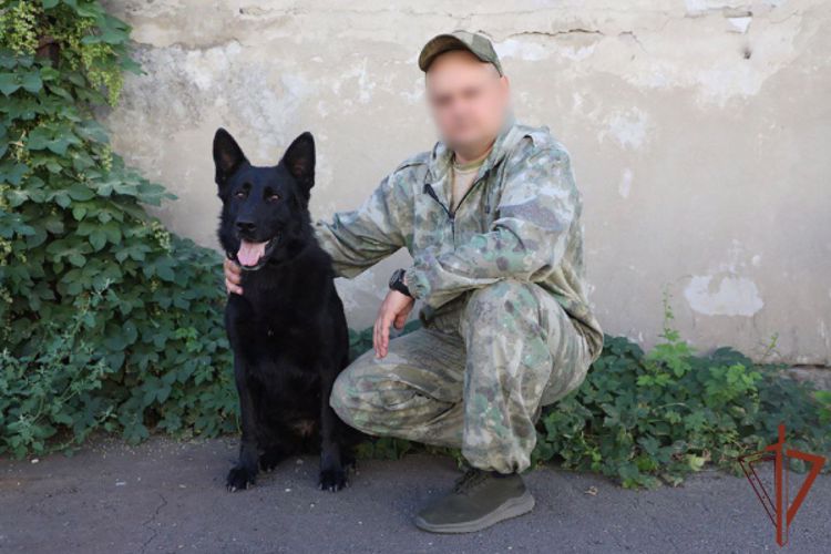 Ветеринары Росгвардии спасли раненую служебную собаку в ЛНР 