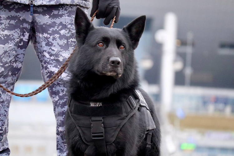 В Санкт-Петербурге росгвардейцы обеспечили безопасность матча РПЛ