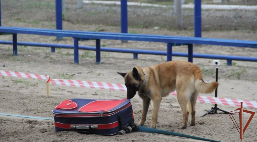 Чемпионат Уральского округа Росгвардии по многоборью кинологов завершился в Тюмени 