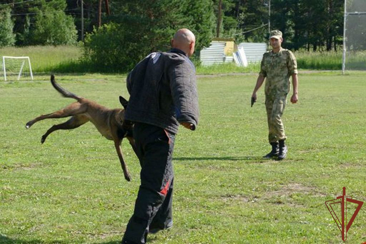 Профессиональный праздник отметили кинологи Сибирского округа Росгвардии