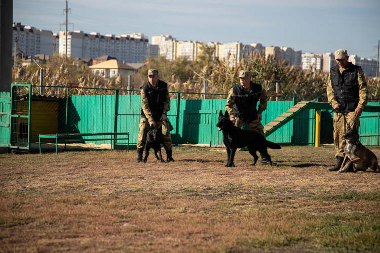 От щенка до боевого товарища. Фотоальбом