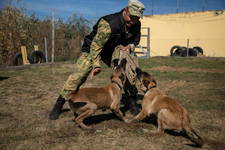 От щенка до боевого товарища. Фотоальбом