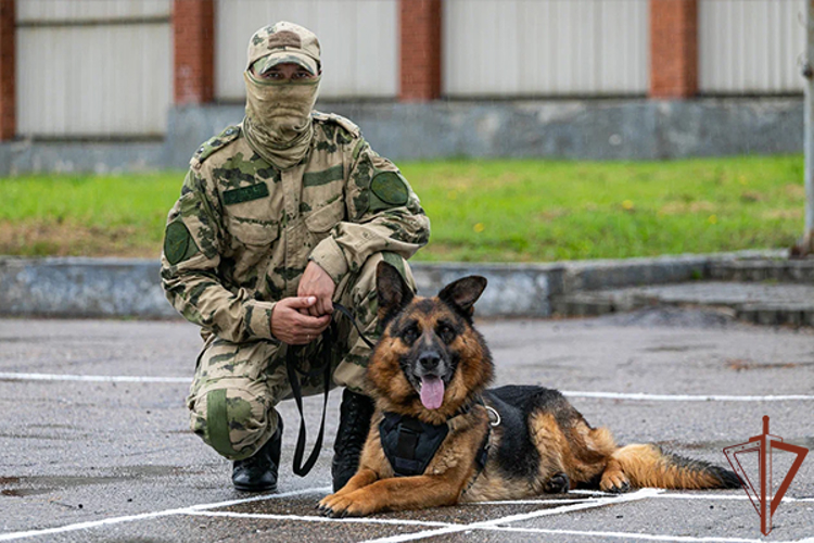 Служебная собака Росгвардии из Приморья стала номинантом на международную премию «Мой ласковый и нужный зверь»