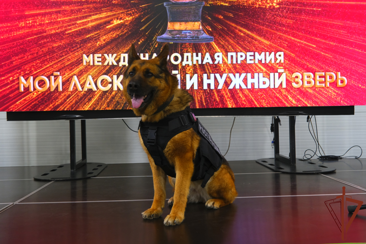 Служебная собака Росгвардии стала лауреатом Международной премии «Мой ласковый и нужный зверь» (видео)