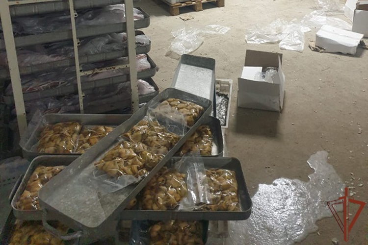 Около 40 тонн незаконно добытых водных биоресурсов изъято в Краснодарском крае при содействии Росгвардии